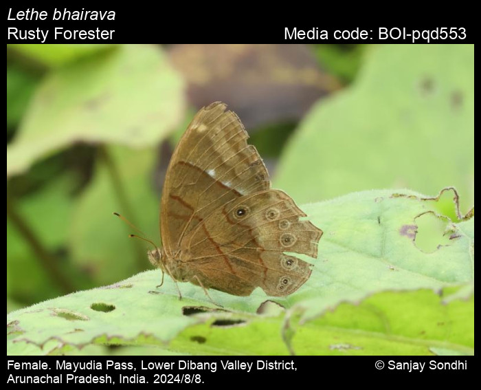 BOI-pqd553