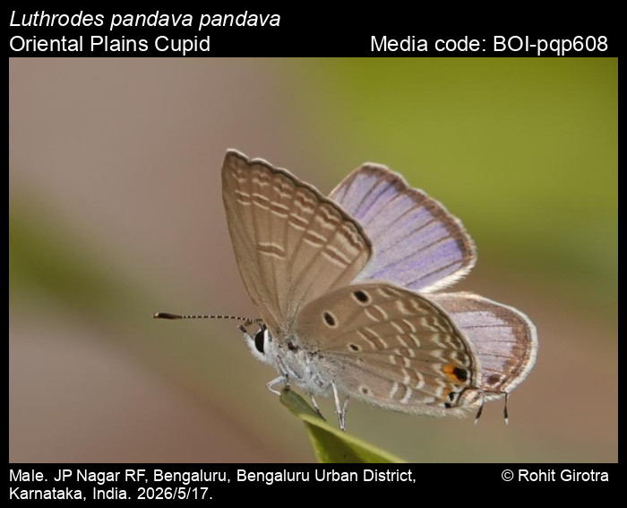 BOI-pqp608
