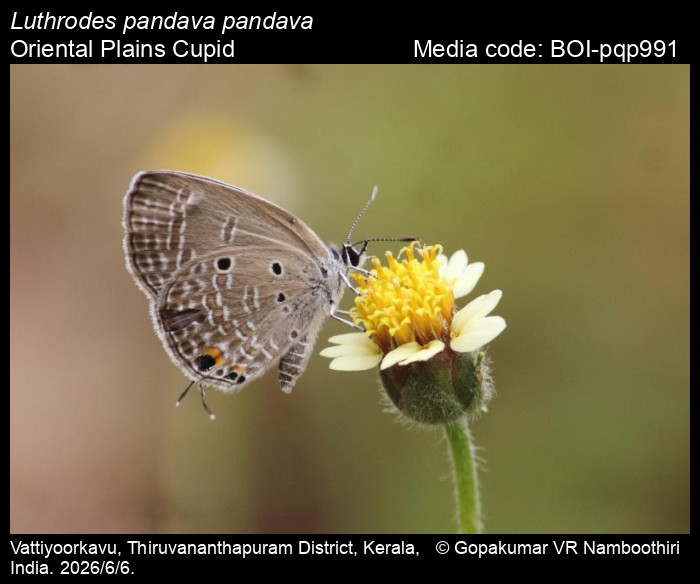 BOI-pqp991