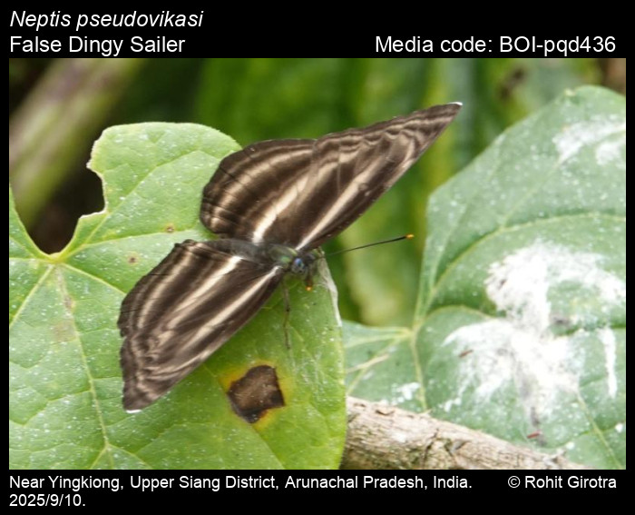 BOI-pqd436