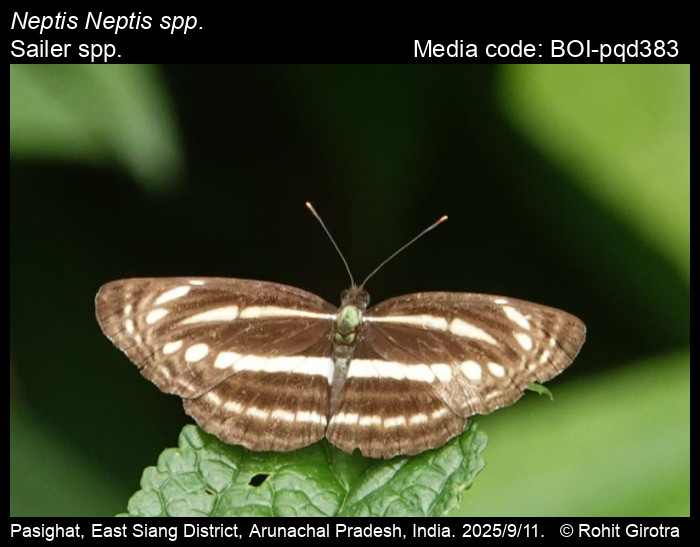 BOI-pqd383