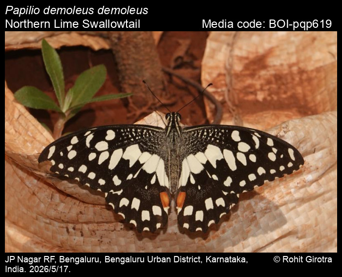 BOI-pqp619