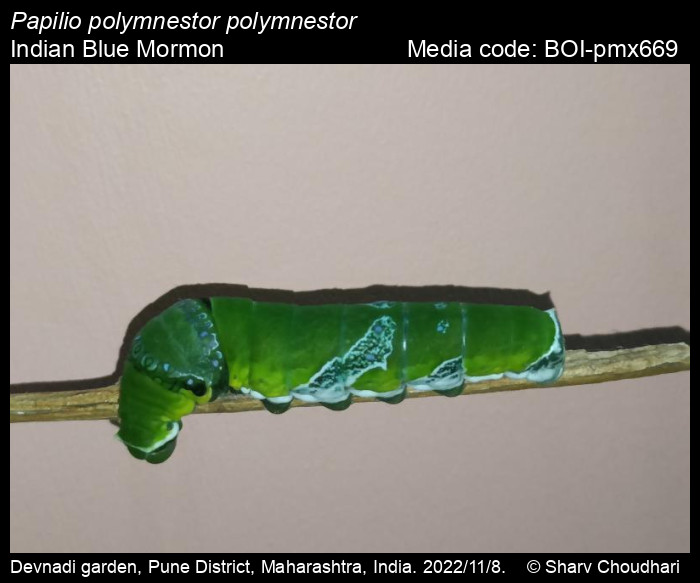 BOI-pmx669
