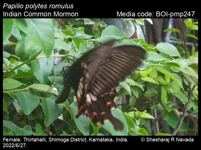 BOI-pmp247