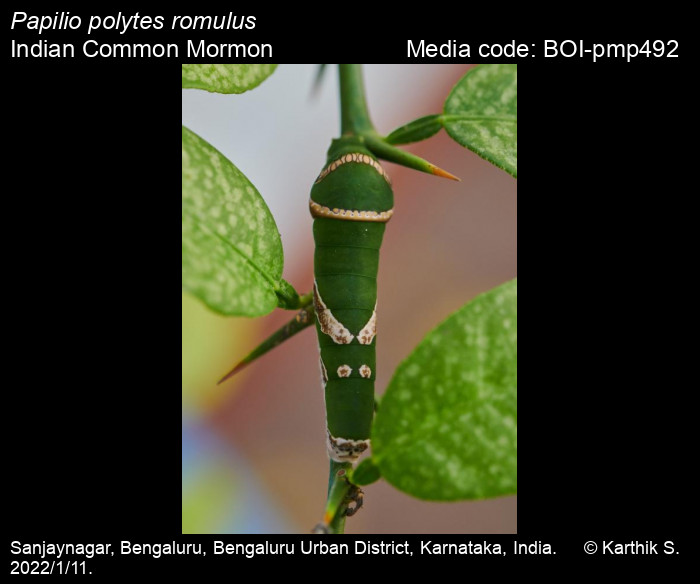 BOI-pmp492
