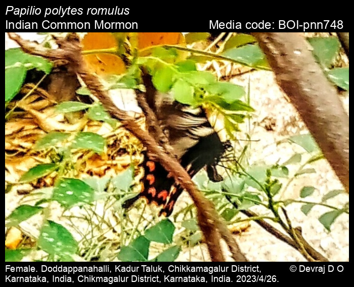 BOI-pnn748
