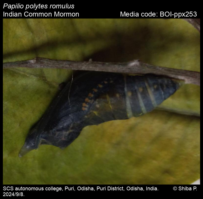 BOI-ppx253