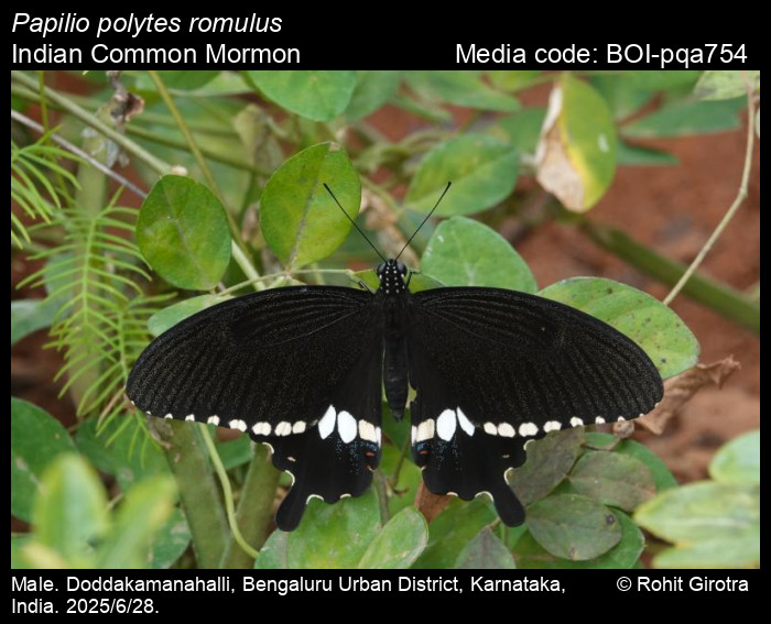 BOI-pqa754