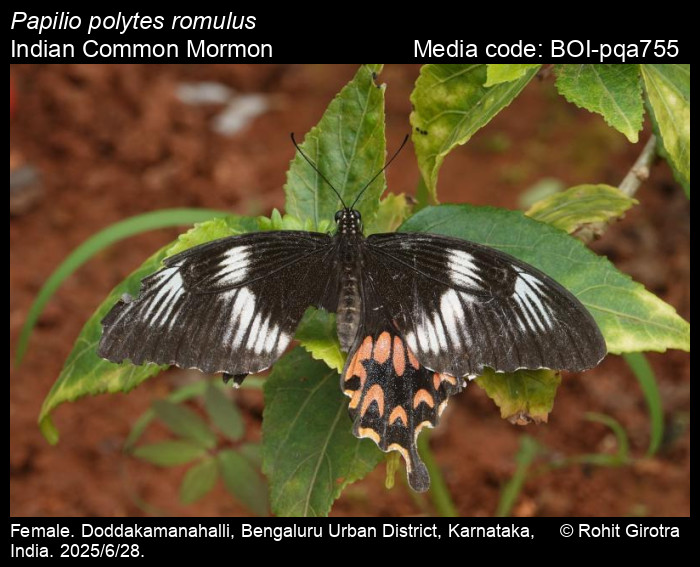 BOI-pqa755