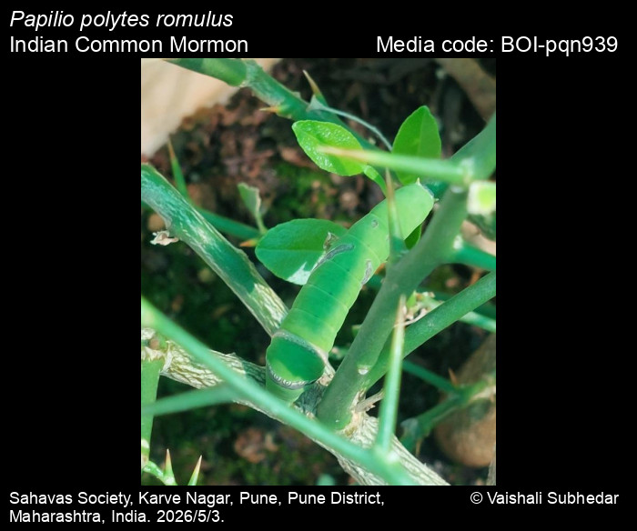 BOI-pqn939