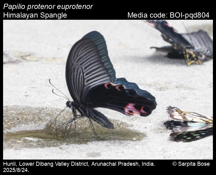 BOI-pqd804
