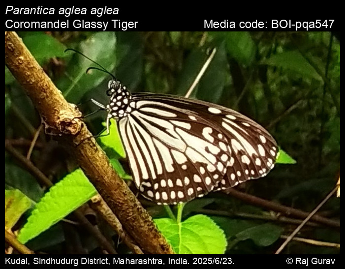 BOI-pqa547