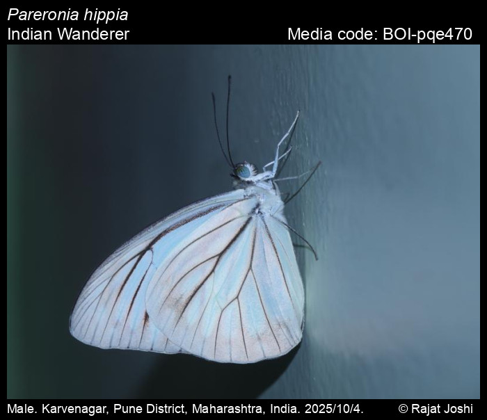 BOI-pqe470