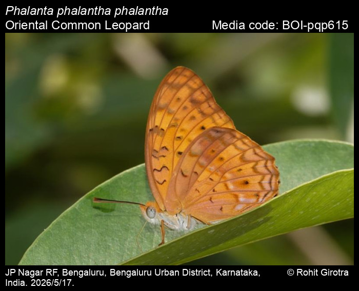 BOI-pqp615