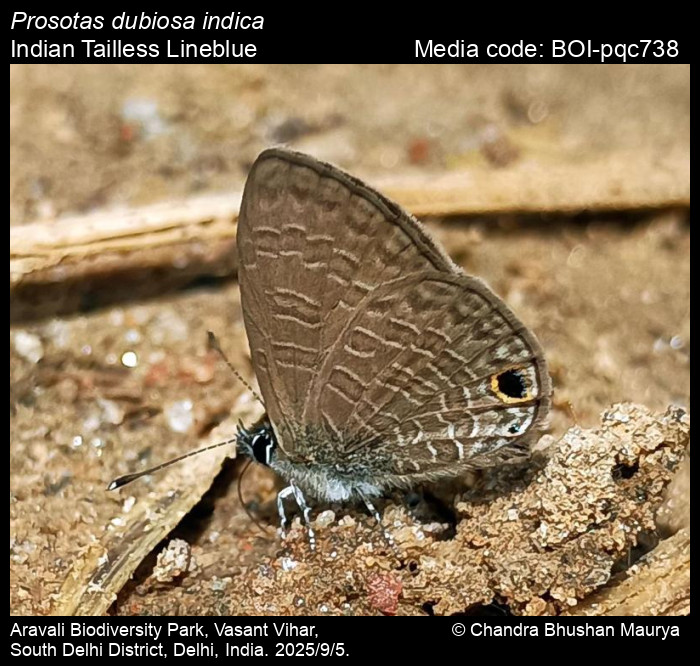 BOI-pqc738