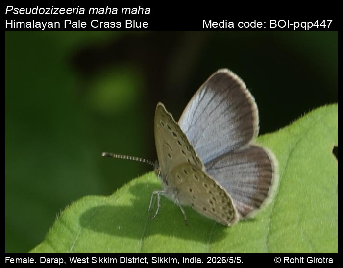 BOI-pqp447