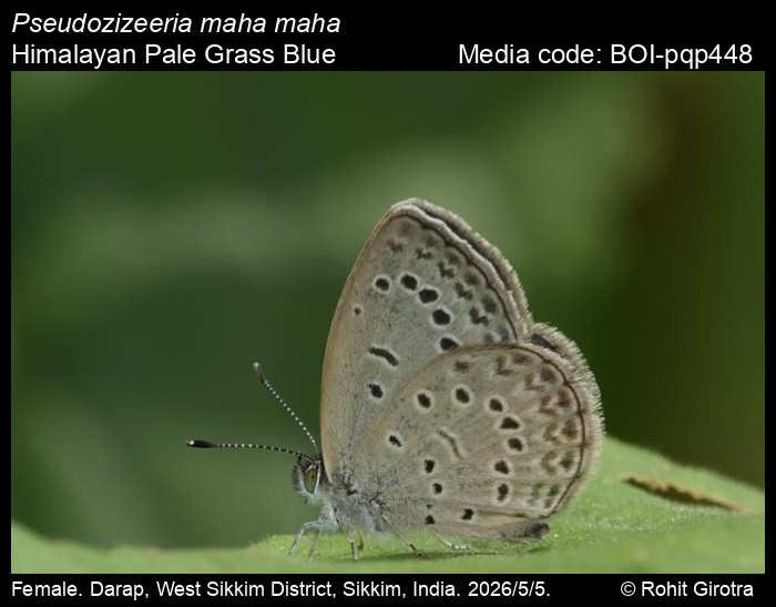 BOI-pqp448