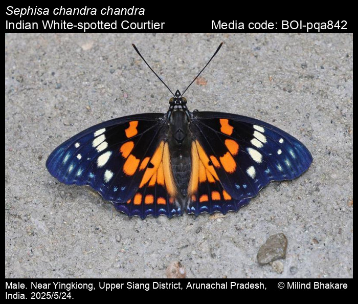 BOI-pqa842