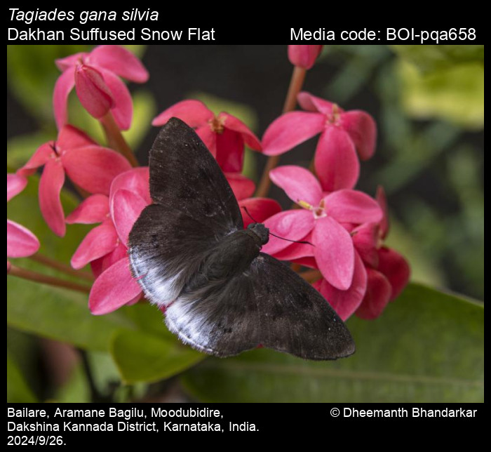 BOI-pqa658