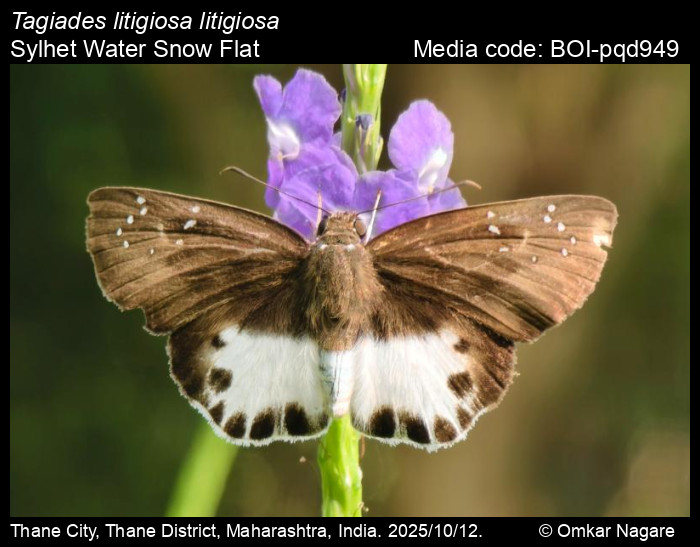 BOI-pqd949
