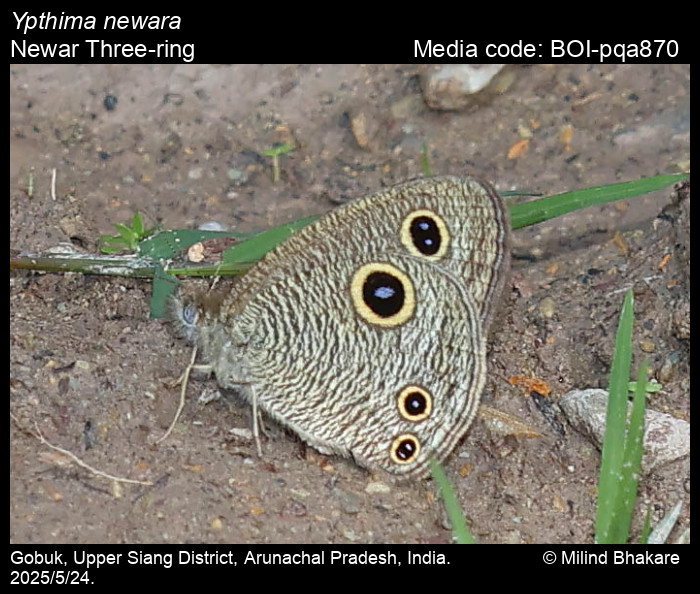 BOI-pqa870