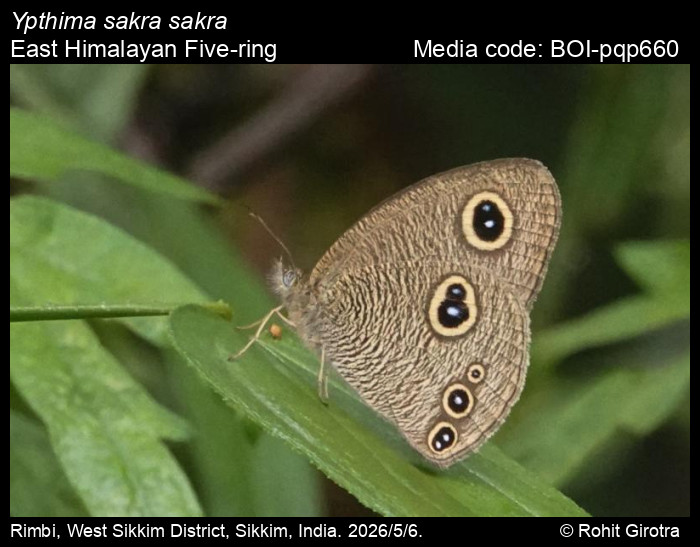 BOI-pqp660