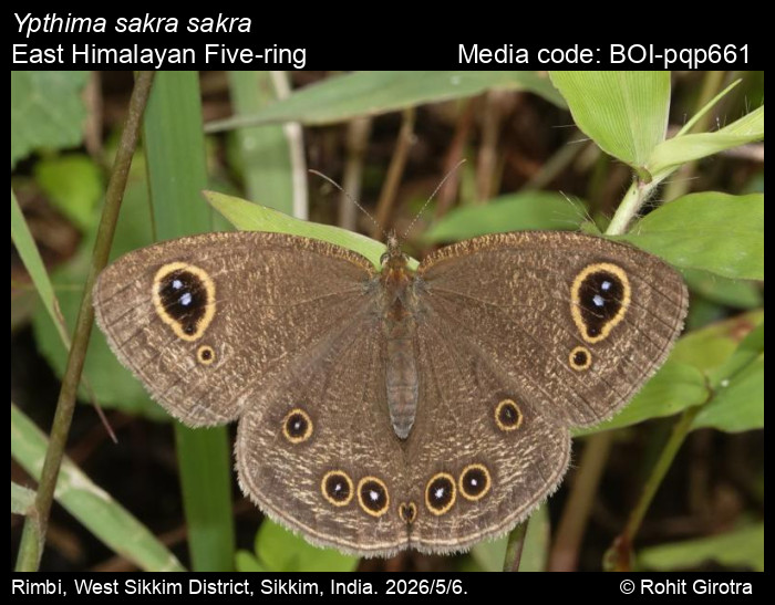 BOI-pqp661