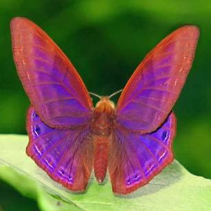  Abisara bifasciata_Paresh Churi